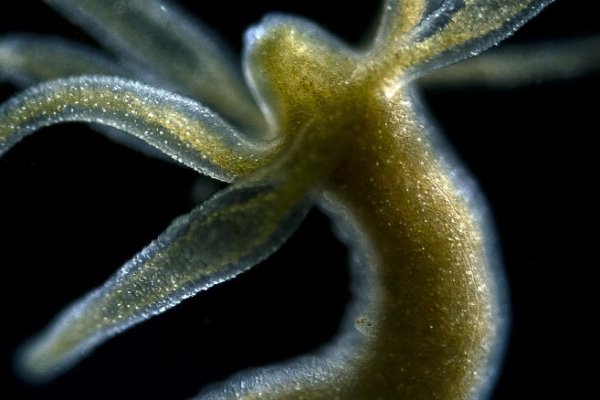 Kraken 6at